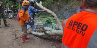 Penyebab Pohon Trengguli Tumbang di Jalan Trunojoyo Kota Batu