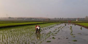 Realisasi Penyaluran Pupuk Bersubsidi Baru Capai 25%