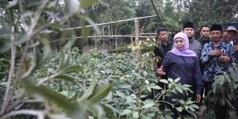 Sambangi Petani Milenial di Trenggalek, Khofifah Kagum, Siap Bantu Akses Modal dan Pasar