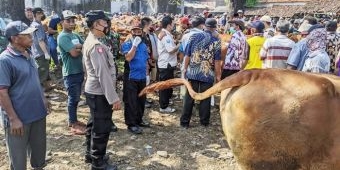 Cegah PMK Meluas, Disnak Gandeng Polres Probolinggo Cek Langsung ke Peternakan Sapi dan Pasar Hewan