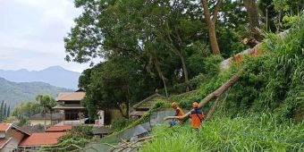 Angin Kencang di Kota Batu, Pohon Tumbang Timpa Vila