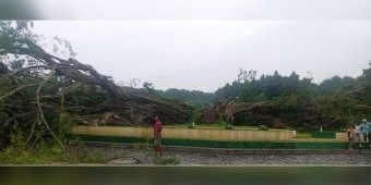 Batang Utama Keropos, Beringin Berusia Ratusan Tahun di Alun-Alun Lumajang Tumbang