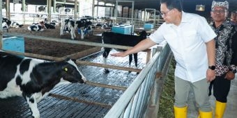 Pastikan Kecukupan Kebutuhan Susu, Pj. Gubernur Jatim Tinjau Peternakan Sapi Perah di Banyuwangi