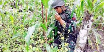 Ada Ladang Ganja pada Kebun Jagung di Perbatasan Indonesia-Papua Nugini