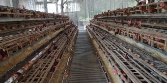 Pemkab Kediri Salurkan 31.041 Ton Jagung untuk Peternak Ayam Petelur