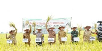 Lamongan Panen Raya MT III, Harga Gabah Tembus di Atas HPP Pemerintah