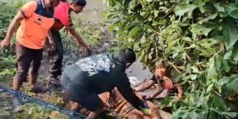 Sapi Kurban 700 Kilogram Tercebur Sungai di Sidoarjo, Evakuasi Berlangsung 2 Jam