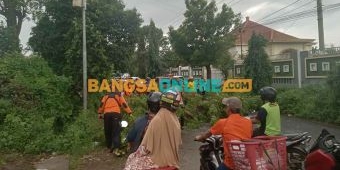 Ada Pohon Tumbang, Jalan Mastrib Kota Probolinggo Macet Total
