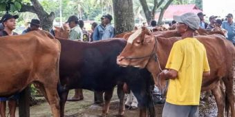 Penjual Hewan Kurban Wajib Kantongi SKKH
