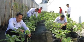 Wujud Dukung Ketahanan Pangan dari WBP, Kalapas Pemuda Madiun Panen Terong