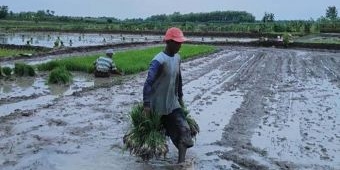 Pekerjaan Sektor Pertanian Masih Mendominasi di Bojonegoro