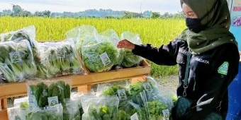 Dianita, Sarjana Pertanian di Lereng Gunung Wilis yang Jatuh Cinta pada Tanaman Hidroponik