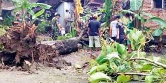 5 Kecamatan di Trenggalek Dihajar Badai, Pohon Bertumbangan, Tanah Longsor