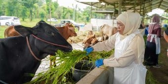 Tinjau Peternakan di Pasuruan, Khofifah Tegaskan Pentingnya Proteksi Pasar Hewan saat Wabah PMK