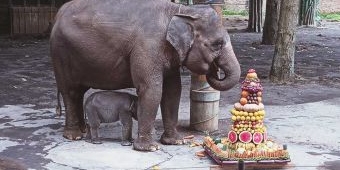 Batu Secret Zoo Tambah Koleksi Satwa Langka dengan Kehadiran 'Diah', Anak Gajah Betina