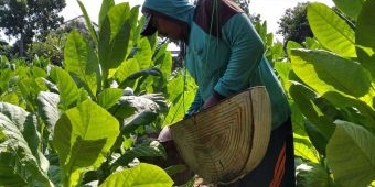 8.500 Hektare Lahan di Sumenep akan Ditanami Tembakau, Pemkab Siapkan Bantuan Bibit dan Traktor