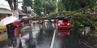 Akibat Angin Kencang, Mobil Brio Tertimpa Pohon di Pinggir Jalan Jember