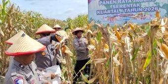 Dukung Ketahanan Pangan, Polsek Balongbendo Gelar Panen Raya Jagung