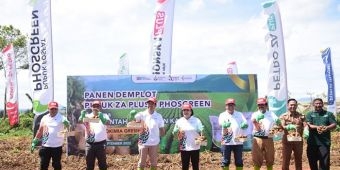 Pupuk Petro ZA Plus dan Phosgreen Tingkatkan Produktivitas Budidaya Bibit Kentang di Karo