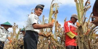 Warga Binaan Lapas Blitar Panen Sayuran untuk Bantu Korban Bencana di Aceh dan Sumatra
