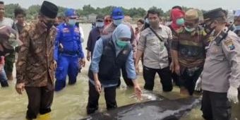 Gubernur Khofifah Lepas Tiga Ikan Paus yang Terdampar, Sekaligus Bagikan 200 Paket Sembako