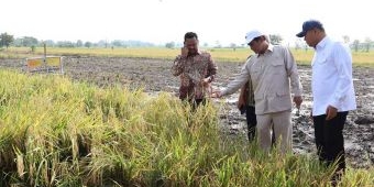 Capai 9 Ton per Hektare, Mentan Apresiasi Produksi Padi di Gresik