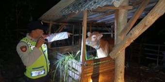Warga Wonotirto Gagalkan Upaya Pencurian Sapi, Polres Blitar Selidiki Pelaku