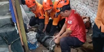 Evakuasi Buaya 2 Meter yang Dipelihara Warga Manyar Sabrangan Berlangsung Menegangkan