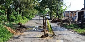 Protes Tak Kunjung Diperbaiki, Warga Senori Tuban Tanam Puluhan Pohon Pisang di Tengah Jalan