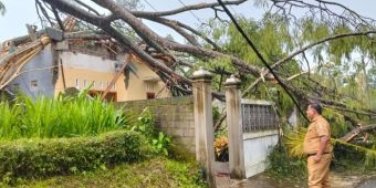 Pohon Sengon Raksasa Ambruk Akibat Hujan Deras dan Angin Kencang, Rumah Warga di Nglegok Rusak Parah