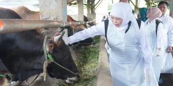 Pastikan Stok Hewan Kurban Cukup, Gubernur Khofifah Tinjau Koperasi Ternak di Lamongan