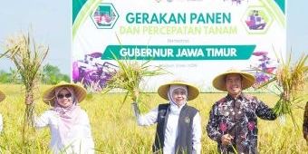 Produksi Padi Jatim Naik, Gubernur Khofifah Optimis Surplus Beras