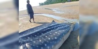 Viral Hiu Tutul Sepanjang 5 Meter Terdampar Mati di Pesisir Dungkek Sumenep