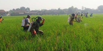 Disperta Pasuruan Gelar Penyemprotan Massal di Ngayunan, Dewan: Kendala Petani Bukan hanya Wereng