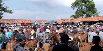 Jelang Iduladha, Disnak Bangkalan Perketat Pengawasan Hewan Kurban yang Dijual