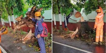 Hujan Disertai Angin Kencang, Pohon Mindi 18 Meter di Kota Batu Ambruk dan Timpa Pagar Panti Sosial