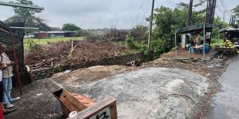 Kontroversi Penebangan Beringin Mondoroko Malang: Publik Soroti Dugaan Komersialisasi Lahan