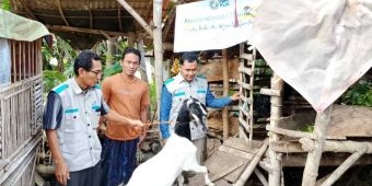 YBM PLN Salurkan Bantuan Ternak Kambing untuk Buruh Serabutan di Sumenep