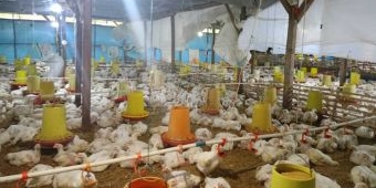 Musim Hujan, Peternak Ayam di Nganjuk Harus Siaga 24 Jam