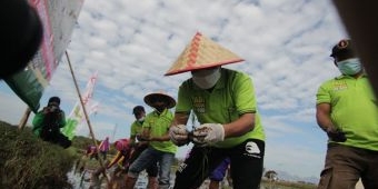 Untungkan Petani 2 Kali Lipat, Bupati Situbondo Mulai Uji Coba Bibit Padi BK-900