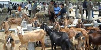 Jelang Idul Adha, Lalu Lintas Hewan Qurban Meningkat di Pacitan