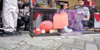 Polresta Sidoarjo Bongkar Perdagangan Satwa Dilindungi, Satu Tersangka Diamankan
