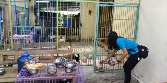 2 Majikan Wanitanya Tewas Dibunuh, Begini Nasib Anjing dan Kucing di Shelter Hewan Kota Blitar