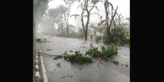 Angin Ribut dan Hujan Es Terjang Surabaya, Pohon Ambruk, Mobil dan Motor Hancur