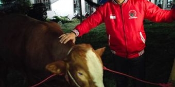 PDIP Kota Batu Salurkan Lima Sapi Kurban untuk Warga dan Pondok Pesantren