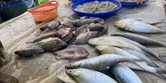 Update Harga Sembako Jatim Terbaru 28 Februari 2025, Ikan Teri Rp77.970/kg