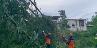 Angin Kencang, Rumpun Bambu di Tlekung Kota Batu Putuskan Jaringan PLN dan Telkom