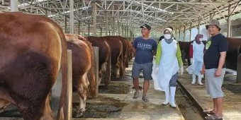 Hingga November 2024, Stok Daging Sapi di Kabupaten Kediri Surplus 2.736,7 Ton