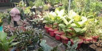 Kios Bunga Mbak Yah Pernah Kirim Bunga ke Pontianak dan Lombok