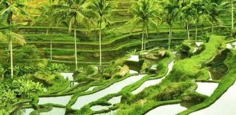 Tiap Tahun 2.288 Hektar Sawah Hilang di Bali, Akibat Pengembangan Pariwisata Ugal-Ugalan